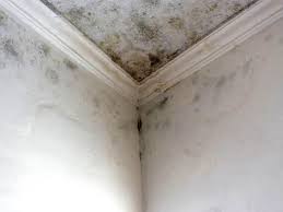 Best Basement Mold Removal  in Lake Heritage, PA