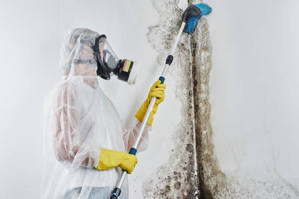 Professional Mold Inspection in Lake Heritage, PA